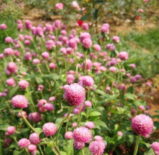 Pink Annual Herb Flower Gomphrena Globosa – Heirloom, Non-GMO, High Germination Organic Garden Seeds