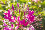 Pink Spiny Spiderflower Seeds for Planting, NON GMO Seeds Dhara Seeds
