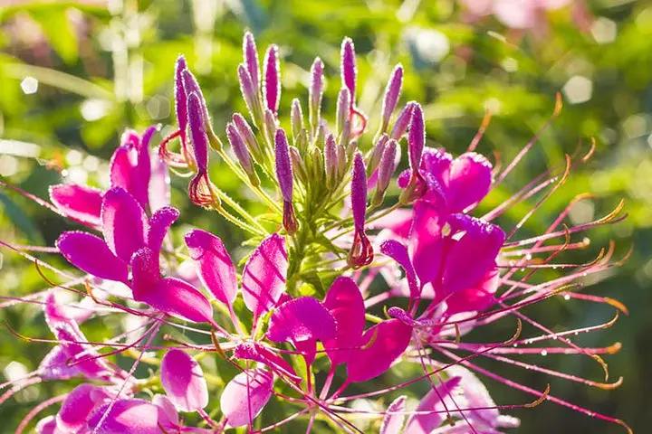 Pink Spiny Spiderflower Seeds for Planting, NON GMO Seeds Dhara Seeds