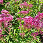 Pink Perennial Varieties Flower Eupatorium Fortunei heirloom non-gmo organic garden seeds