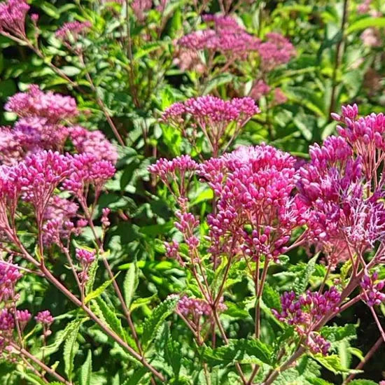 Pink Perennial Varieties Flower Eupatorium Fortunei heirloom non-gmo organic garden seeds