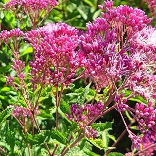 Pink Perennial Varieties Flower Eupatorium Fortunei – Heirloom, Non-GMO, High Germination Organic Garden Seeds
