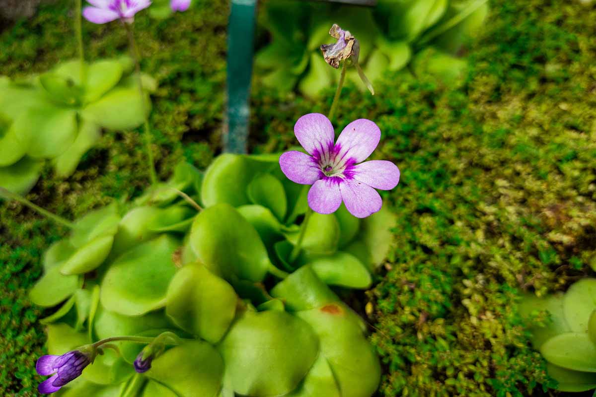 Heirloom Non-GMO Butterwort Carnivorous Flower Seeds for Indoor & Bog Garden Planting