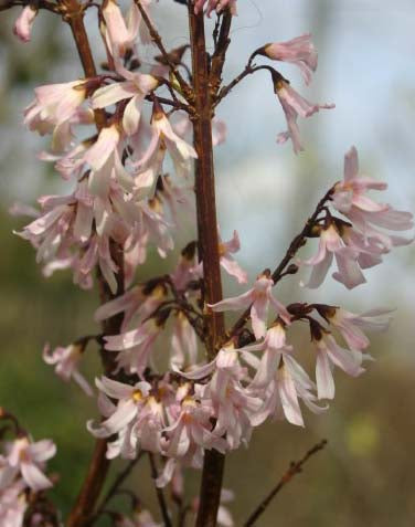 Pink Trifoliate Forsythia Seeds for Planting, NON GMO Seeds