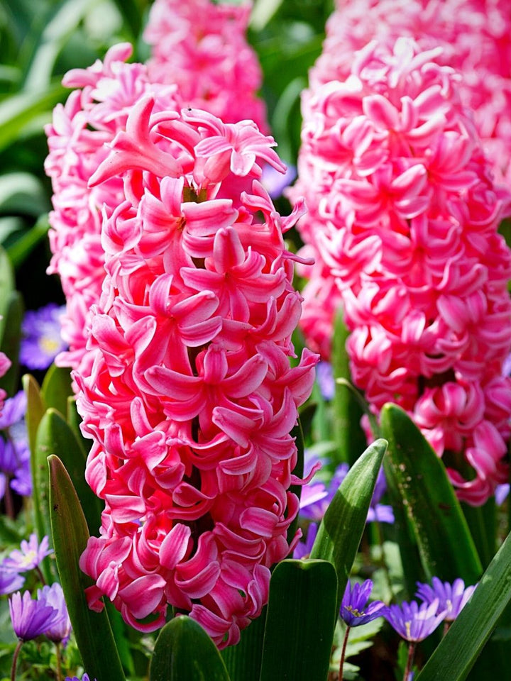 Hyacinth Flower Seeds for Planting, Pink, NON GMO Seeds