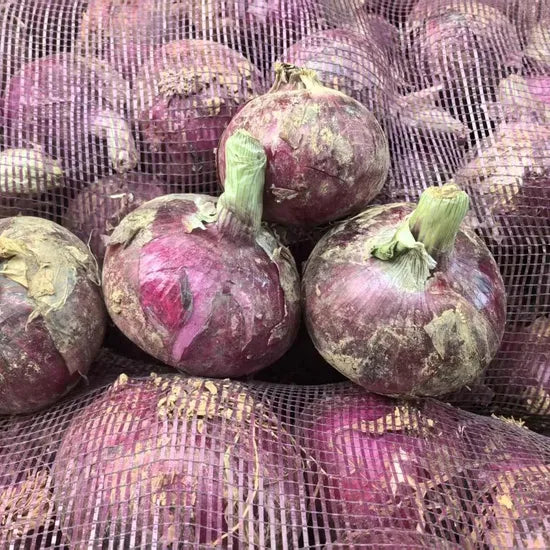 Pink Short To Medium Day Type Hybrid Onion For Sowing – Heirloom, Non-GMO, High Germination Organic Garden Seeds