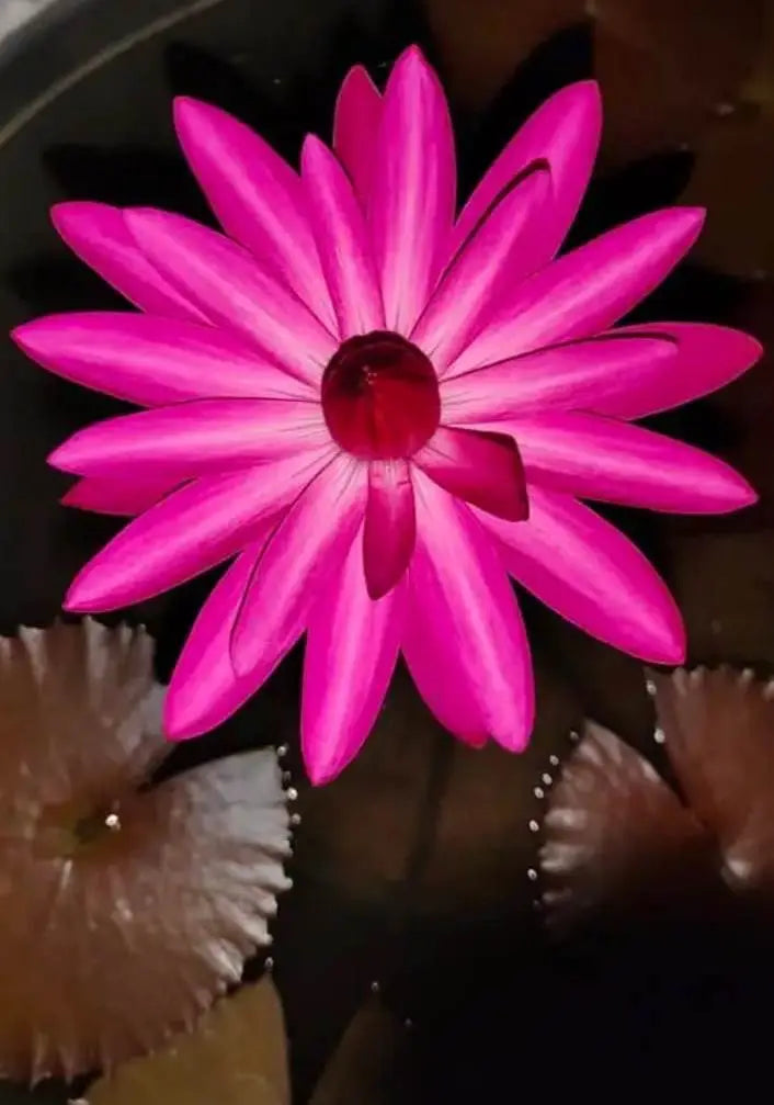 Waterlily Pink Night Bloomer