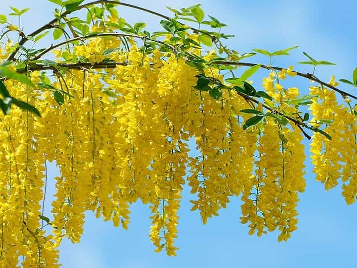 Acacia Flower Seeds – Heirloom, Non-GMO Flower Seeds for Planting