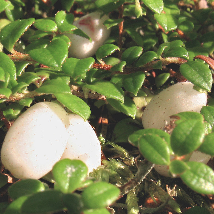Delicate pink and white bell-shaped flowers on a Creeping Snowberry plant