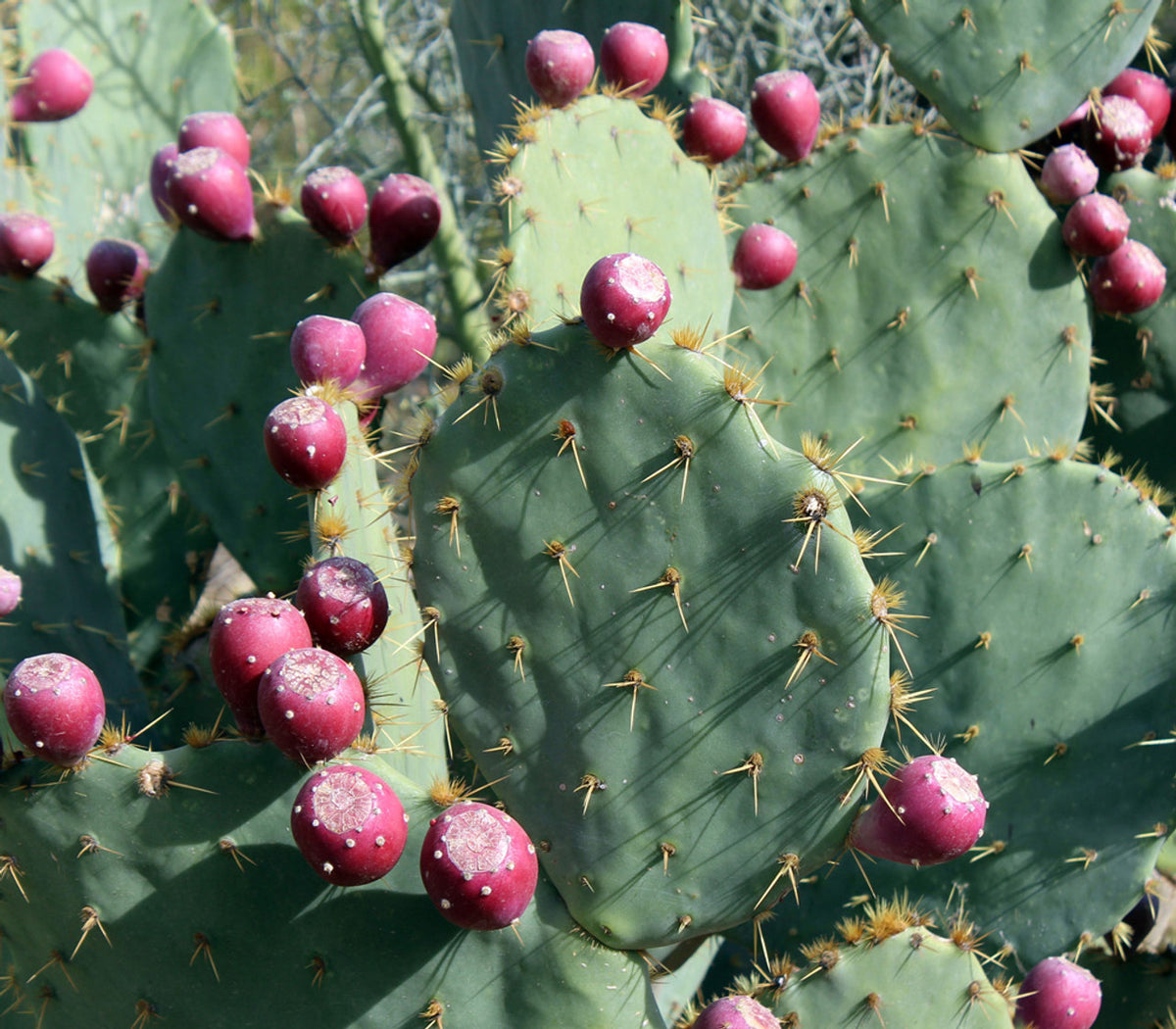 Stunning pink flower blooming on a cold-hardy Prickly Pear Cactus succulent pad.
