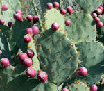 Stunning pink flower blooming on a cold-hardy Prickly Pear Cactus succulent pad.