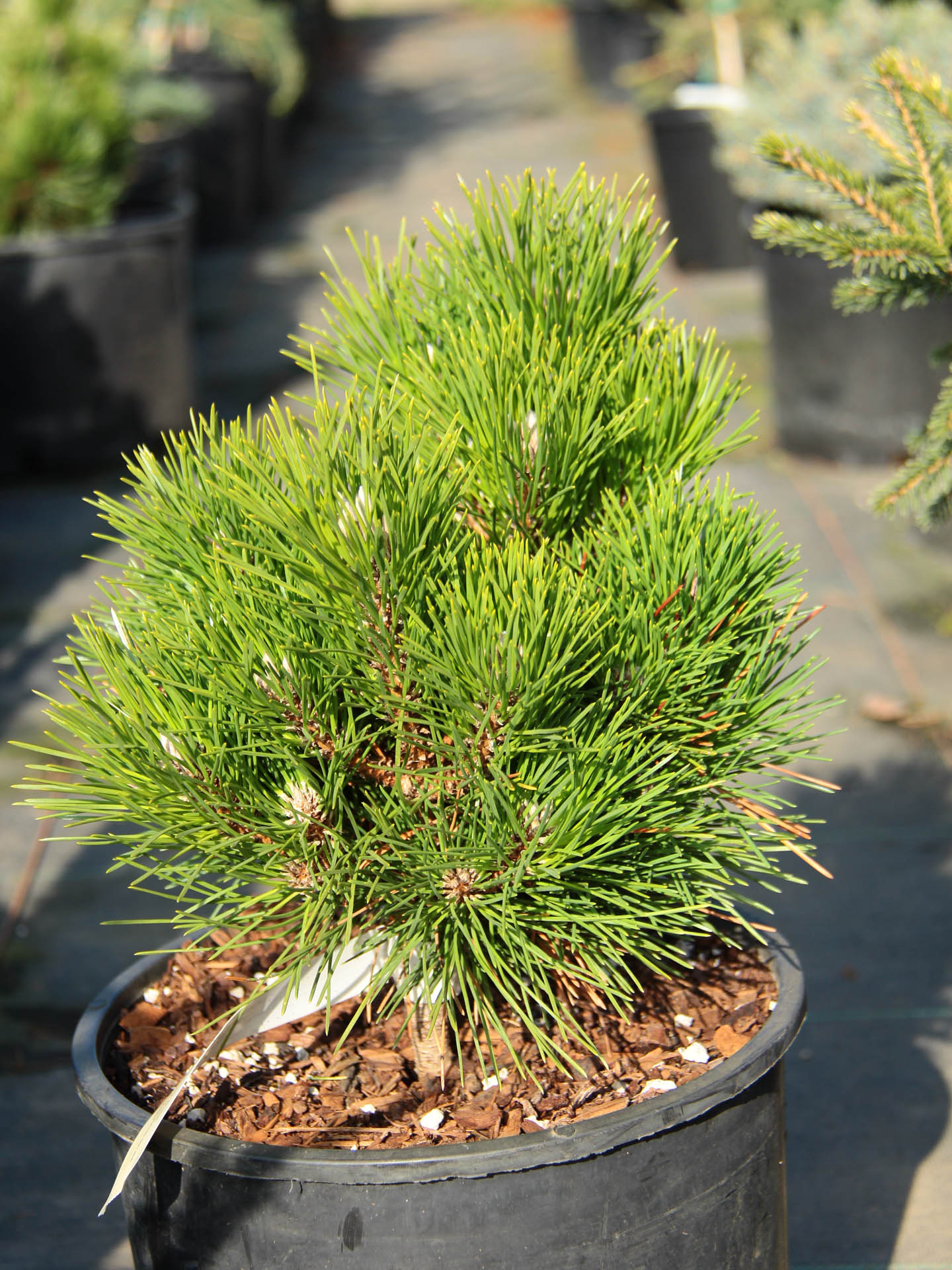 Japanese Black Pine Bonsai Tree