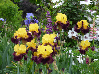 Pirate Ahoy Tall Bearded Iris