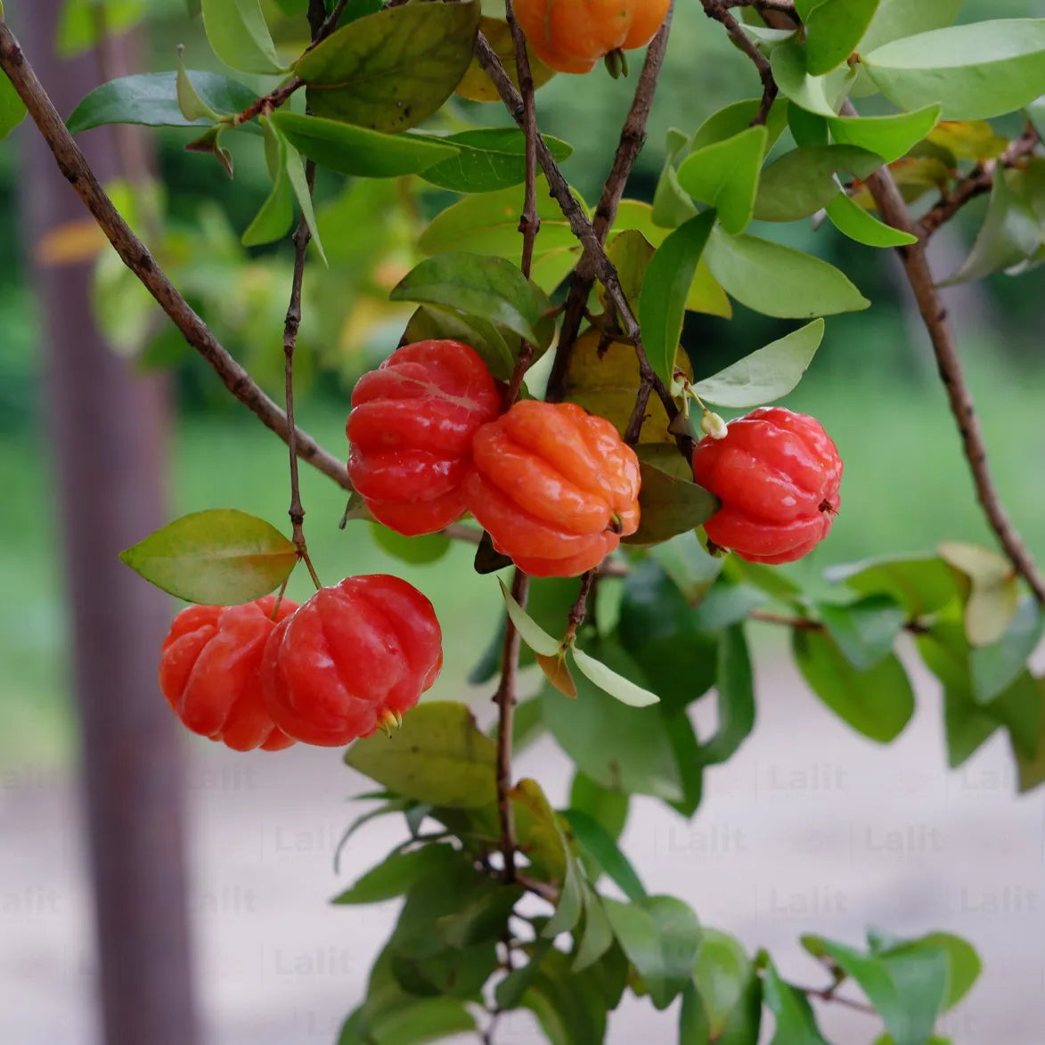 Basket of fresh Pitanga fruit harvest from the backyard garden