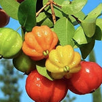 Pitanga Eugenia uniflora for planting in home orchard