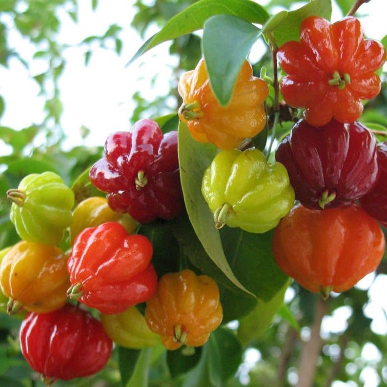 Small Pitanga seedling growing in a container for backyard garden
