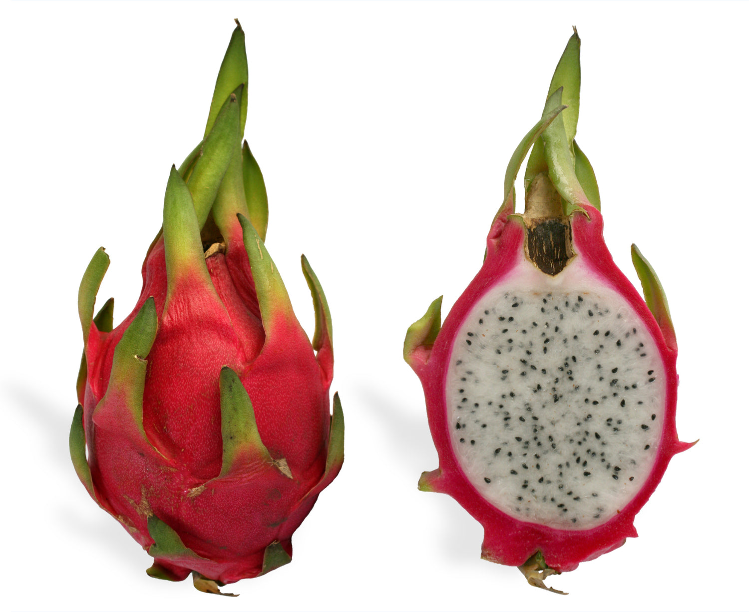 Mexican Pitahaya (Hylocereus undatus) Seeds