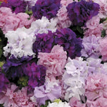 Mixed Cascade Flower Seeds for Planting - NON GMO Seeds Dhara Seeds