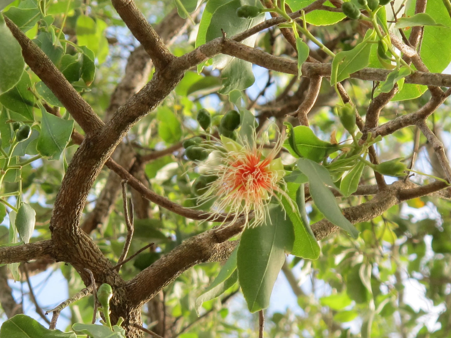 Cocky Apple (Malus domestica)