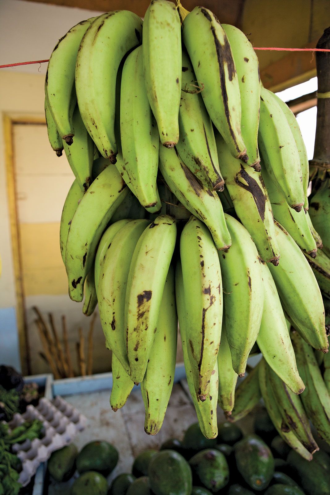 Plantain (Musa paradisiaca) – Versatile Cooking Banana