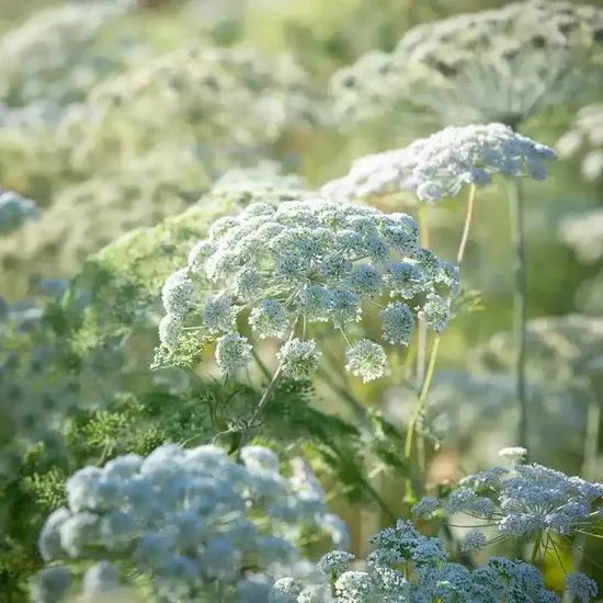 Planting In Patches, High Quality Variety, Ornamental Flowers Ammi Visnaga – Heirloom, Non-GMO, High Germination Organic Garden Seeds