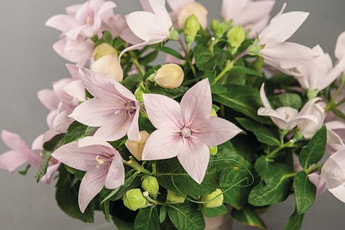 Platycodon Pop Star Pink, Balloon Flower Imported heirloom non-gmo garden seeds