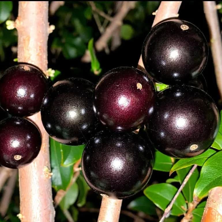 Jabuticaba Plinia cauliflora seeds for berry harvests