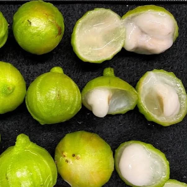 White jabuticaba Plinia phitrantha seeds for tropical garden
