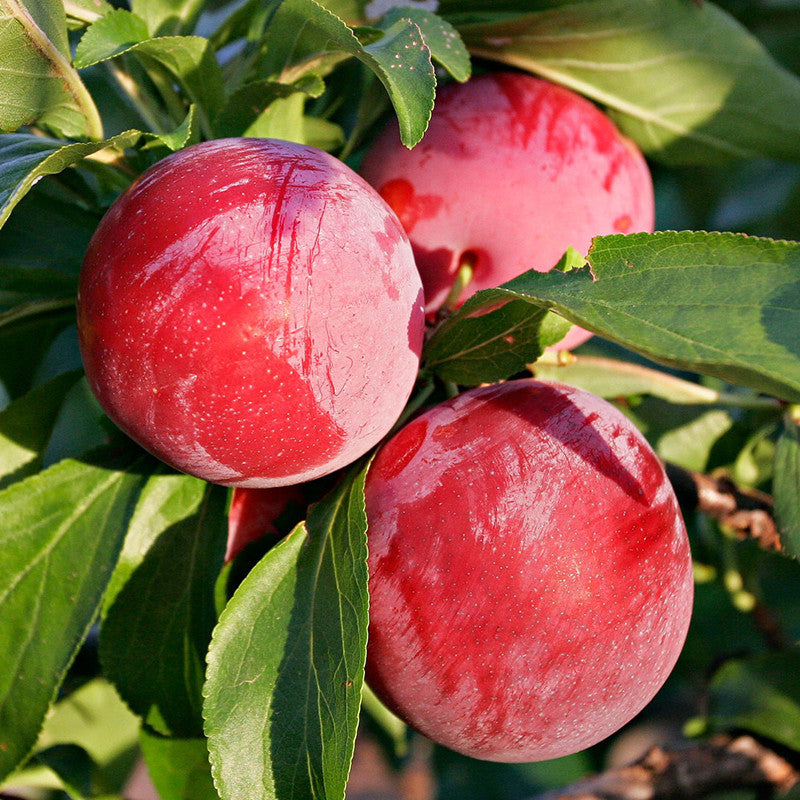 Myers Plum (Prunus myrsinaefolia) Seeds