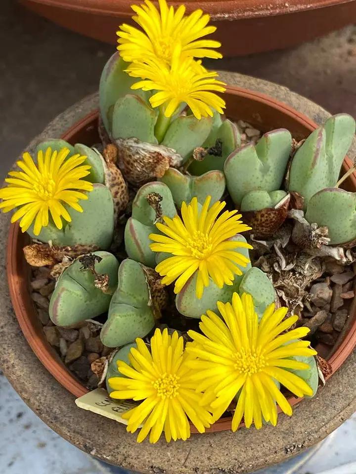Conophytum Bilobum Cactus Seeds for Planting - NON GMO Seeds Dhara Seeds