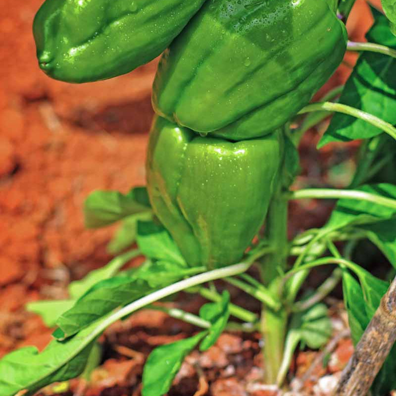 Ancho Poblano Pepper Seeds for Planting vegetable patch garden