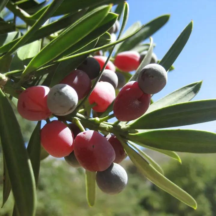 Heirloom Non-GMO Podocarpus Macrophyllus Plant Seeds for Planting Dhara Seeds