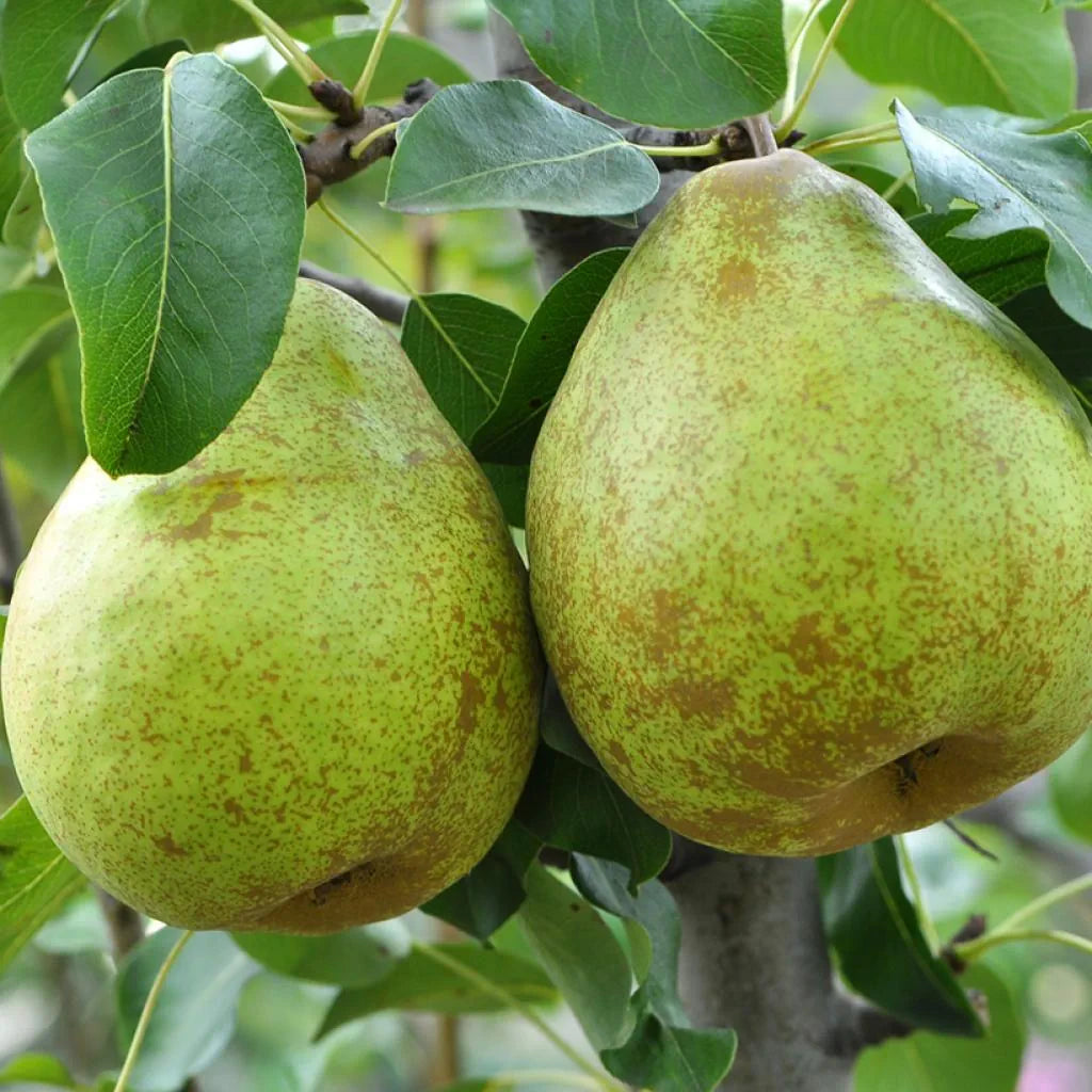 Vicar of Winkfield Pear (Pyrus communis 'Vicar of Winkfield') – Classic English Pear with Sweet, Juicy Flavor