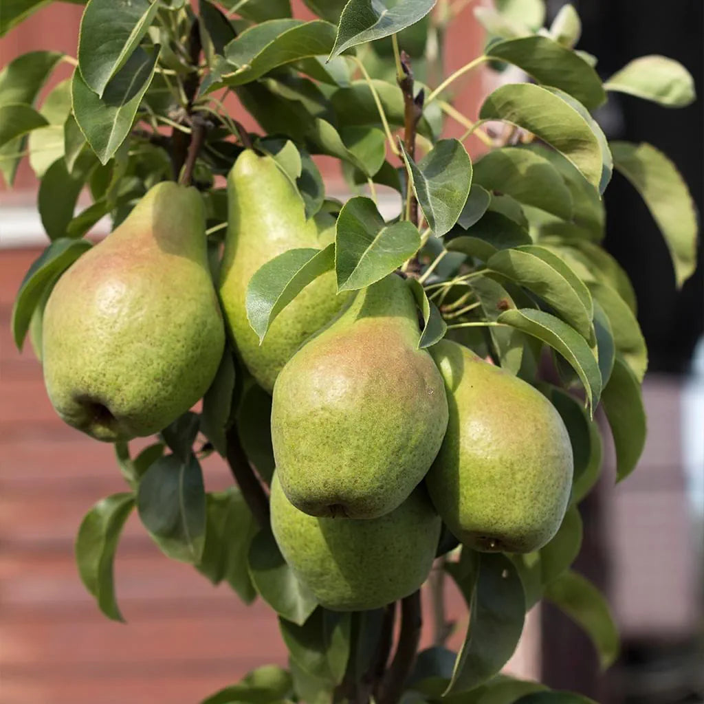 Vicar of Winkfield Pear (Pyrus communis 'Vicar of Winkfield') – Classic English Pear with Sweet, Juicy Flavor