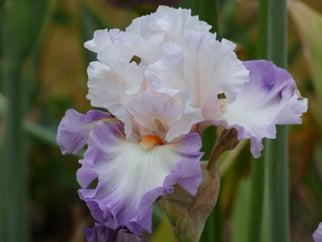 Polite Applause Tall Bearded Iris