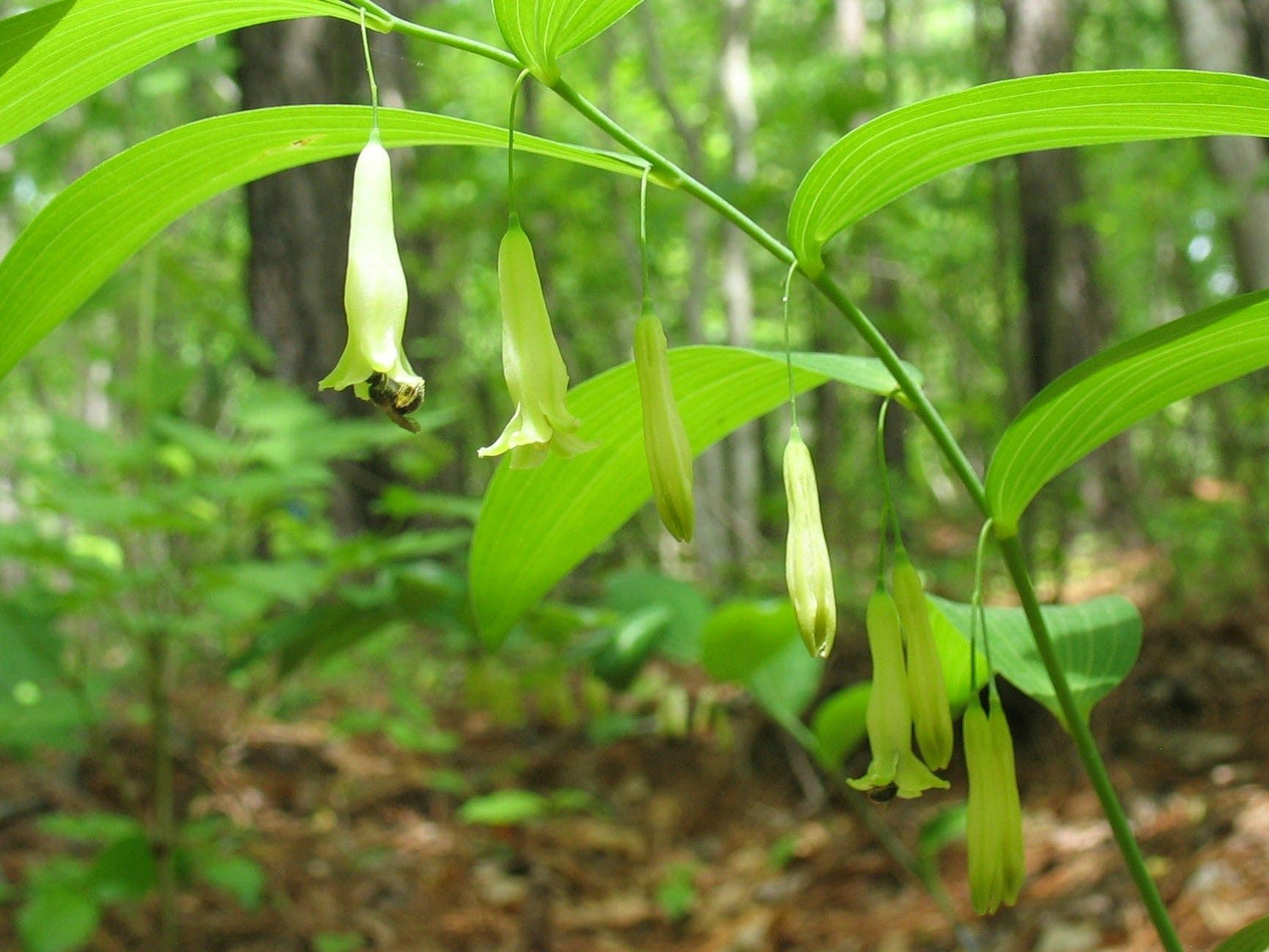 Green Polygonatum (Solomon's Seal) Plant Seeds for Ornamental Gardens – Fresh Herb for Your Garden