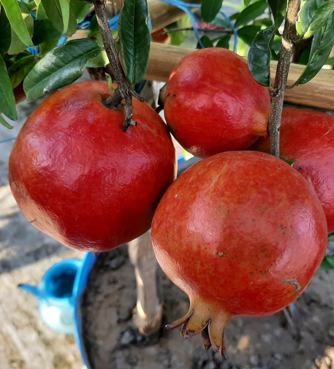 A sliced open Pomegranate showing the mass of vibrant, gem-like, red arils