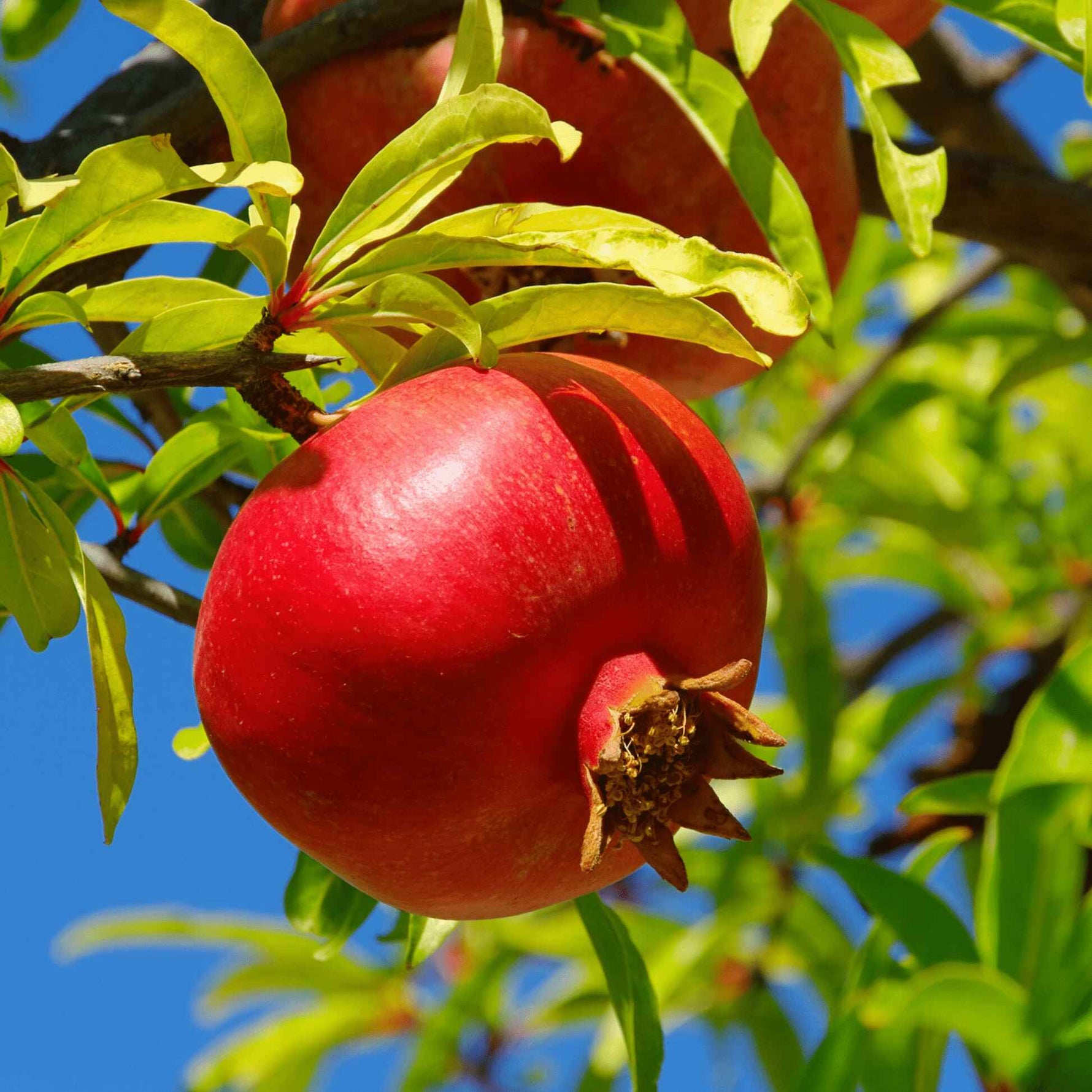 The orange-red flower of the Punica Granatum ready for pollination.