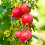 A mature pomegranate tree growing in a fruit garden, with ornamental flowers.