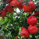 Young pomegranate seedlings growing indoors, started from seed.