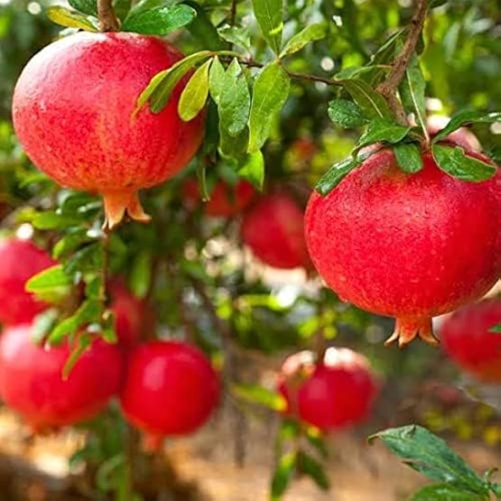 Punica Granatum seeds packet for sale, best seeds for planting a pomegranate tree.