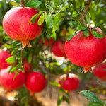 Punica Granatum seeds packet for sale, best seeds for planting a pomegranate tree.