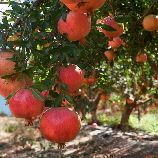 A beautiful Pomegranate tree thriving in a sunny, warm garden landscape