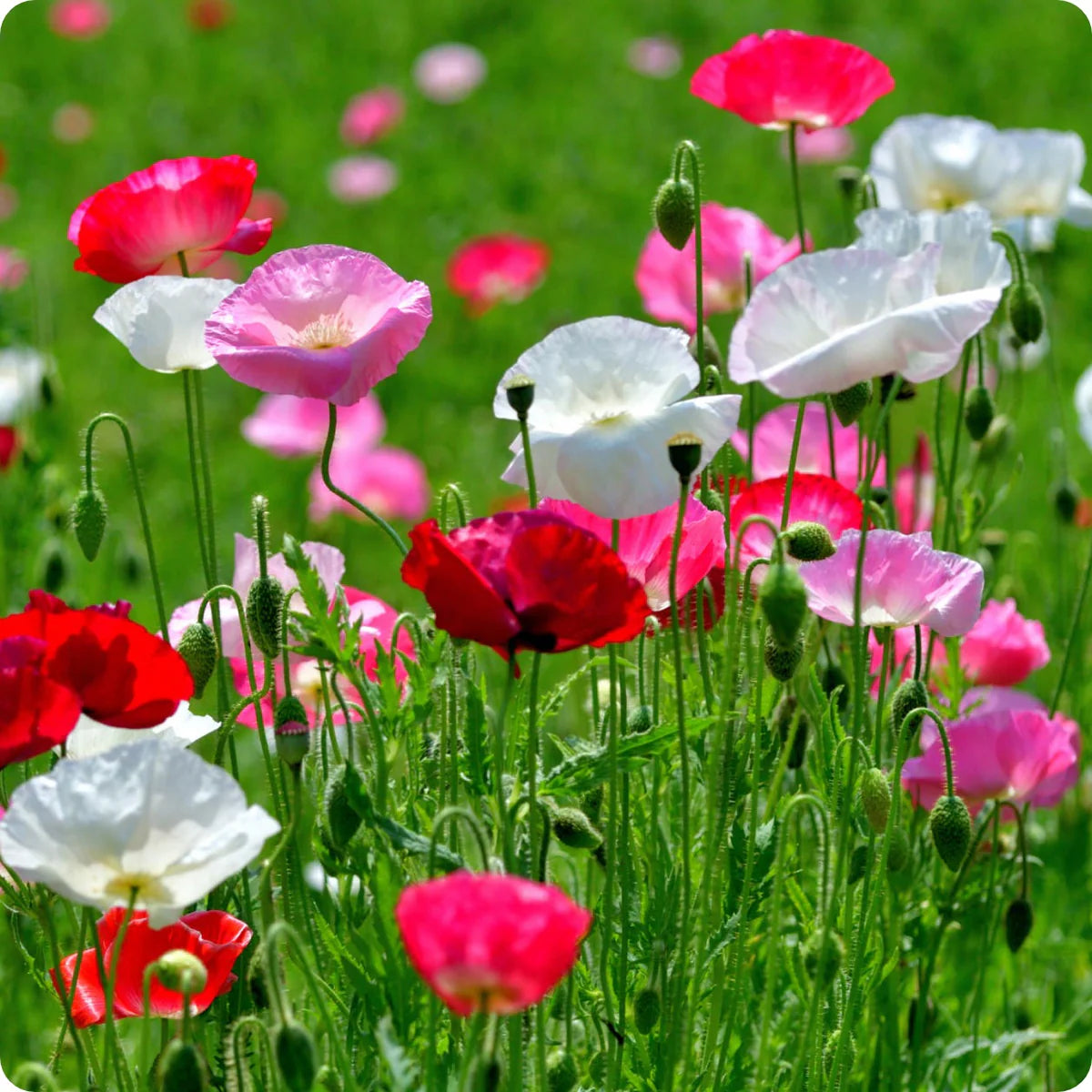 Shirley Poppy Seeds - Mixed Double