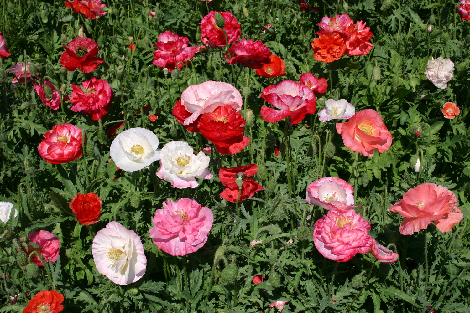 Shirley Poppy Seeds - Mixed Double