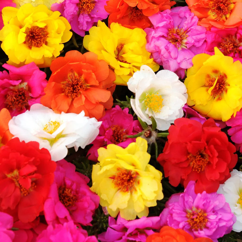 Moss Rose Seeds - Happy Hour Mix