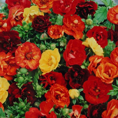 Cinquefoil Fireball Mix Fiery Bloom Flower Seeds