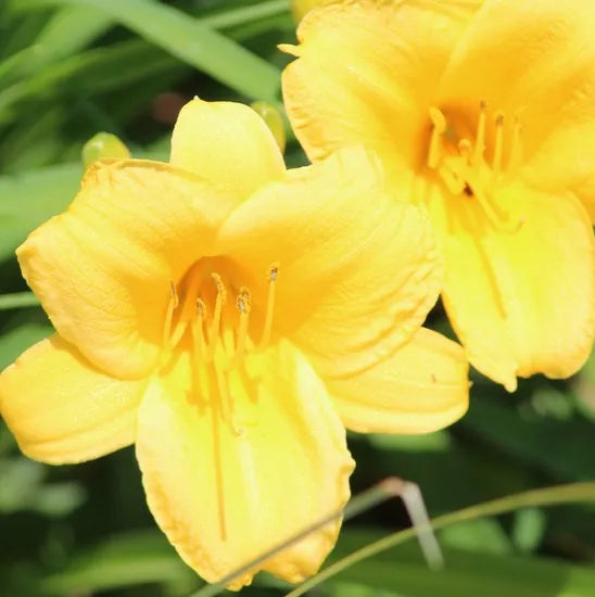 Potted Ornamental, Pleasant Aroma Flower, Oenothera, Annual Herb Flower – Heirloom, Non-GMO, High Germination Organic Garden Seeds