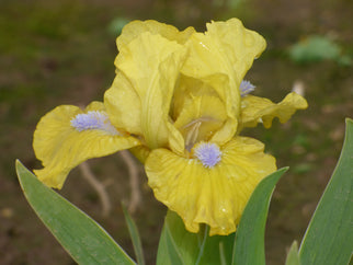 Prank Dwarf Iris