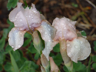 Precious Little Pink Intermediate Iris